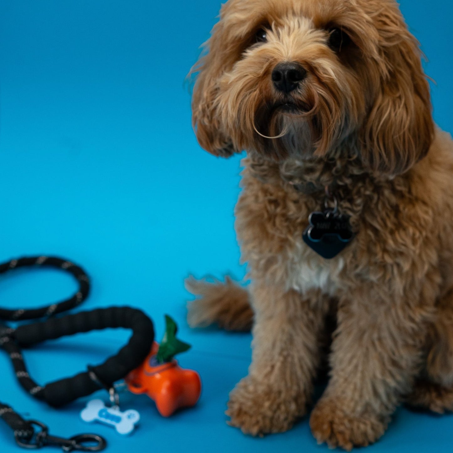 Dog Lead Name Tag